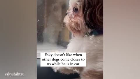 MIXED FUNNY VIDEOS