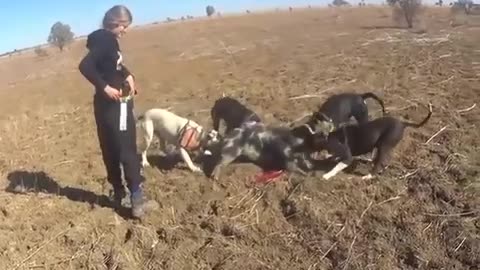 Pig hunting with Jess