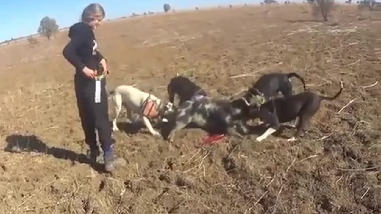 Pig hunting with Jess