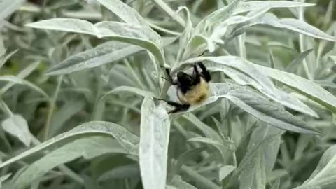 Sleeping bees let you pet them if they know you