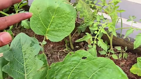 সবজির বীজ রোপনের সময় বেশি বীজ পড়ে গেলে কী করবেন? 🌱 সহজ সমাধান | Siraj Tech