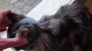 😂🦇 You Won't Believe This Cat's Batman Transformation! | FunFM