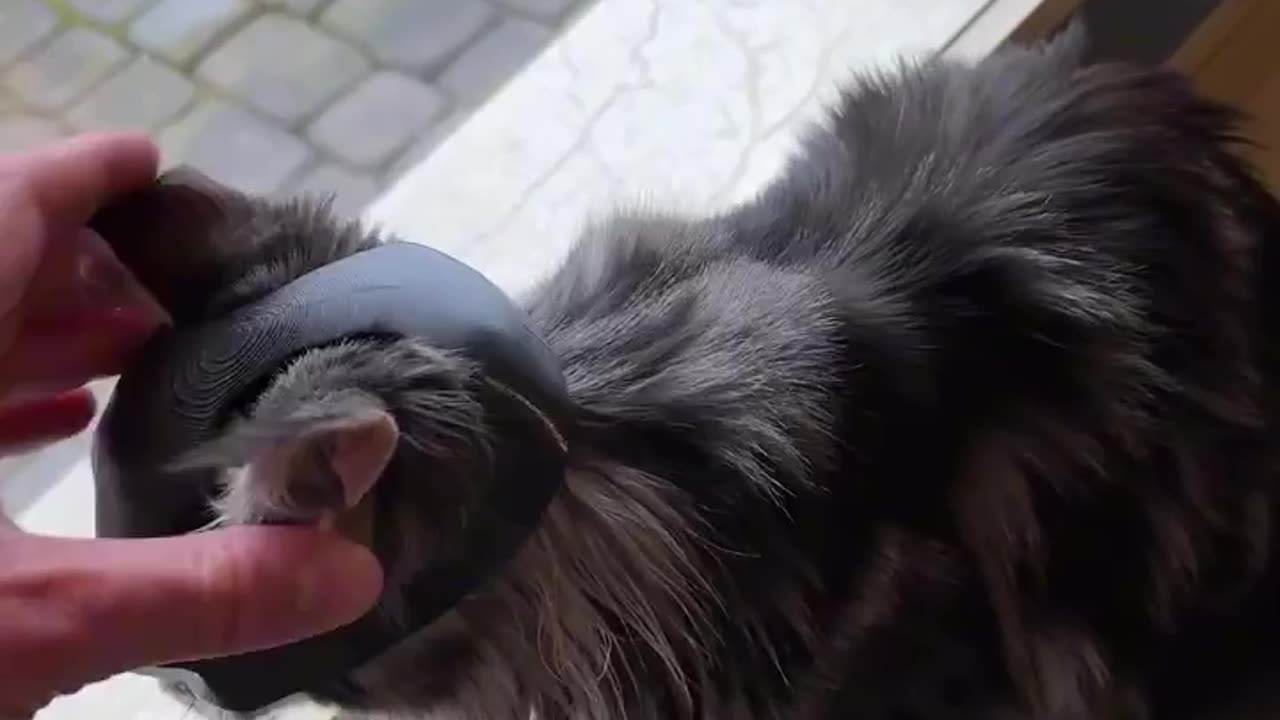 😂🦇 You Won't Believe This Cat's Batman Transformation! | FunFM