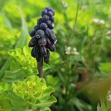 Lapis Lazuli Blue Flower in Spring Nature