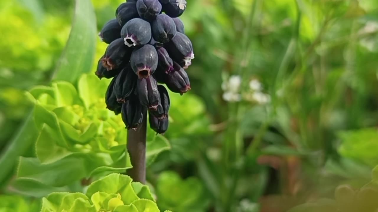 Lapis Lazuli Blue Flower in Spring Nature