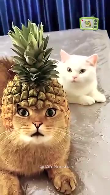 Funny cat