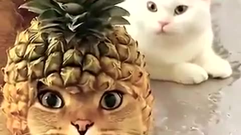 Funny cat