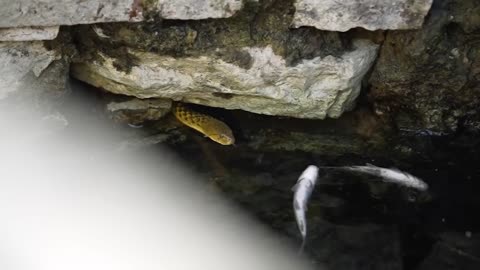 100 year old snake well investigation