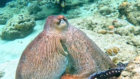 Curious Octopus Bumps Into Camera