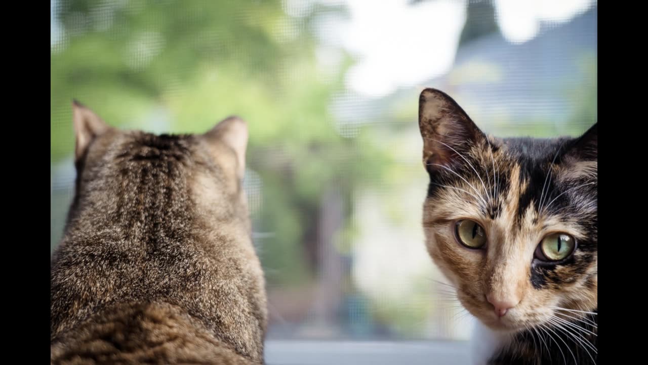 😱🐟 Two Housecats Survive Insane Shark Attack! | FunFM