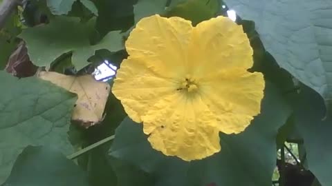 Yellow flower of the momordica melon, there are some ants inside of the flower [Nature & Animals]