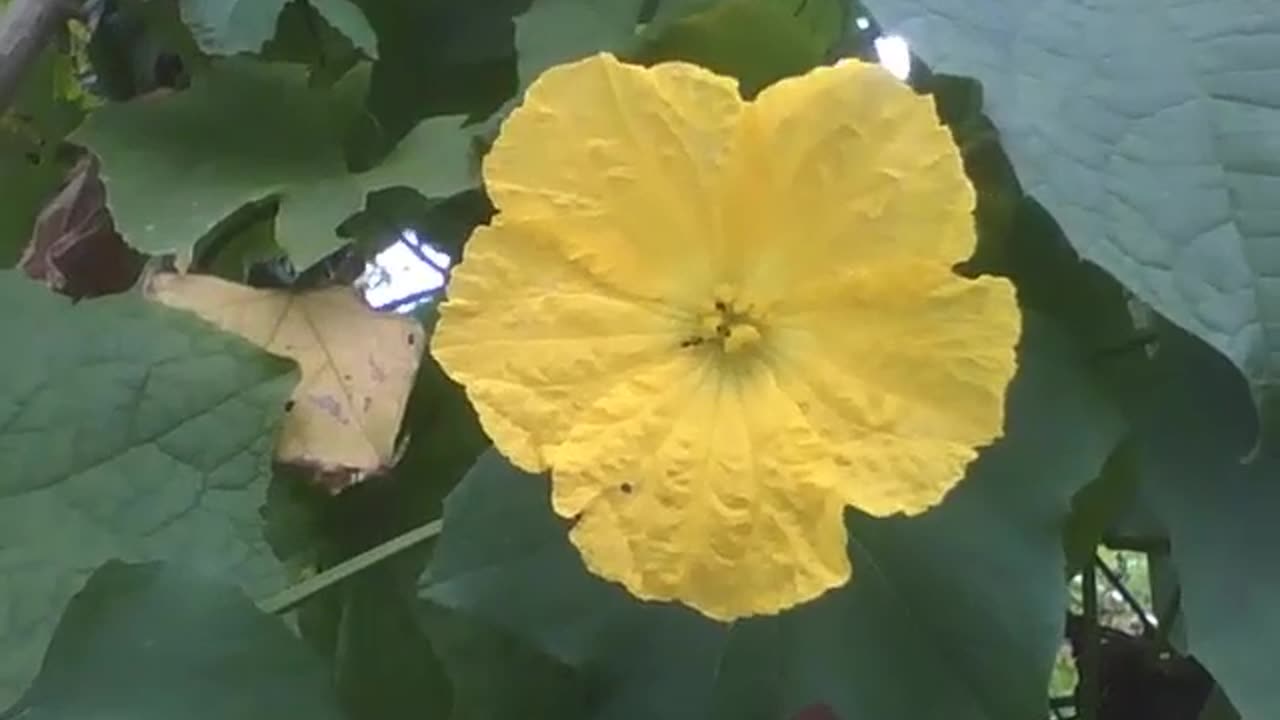 Yellow flower of the momordica melon, there are some ants inside of the flower [Nature & Animals]