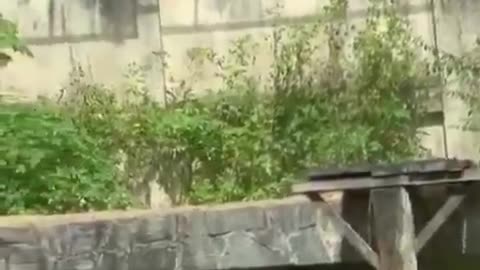 This Brazilian teen was eliminated after climbing into lion enclosure at zoo.