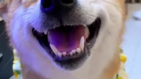 This dog’s laugh is proof that comedy knows no bounds #PawfectHumor"