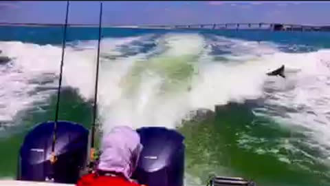 Dolphins Chasing Waves, Gulf of America, SW Florida