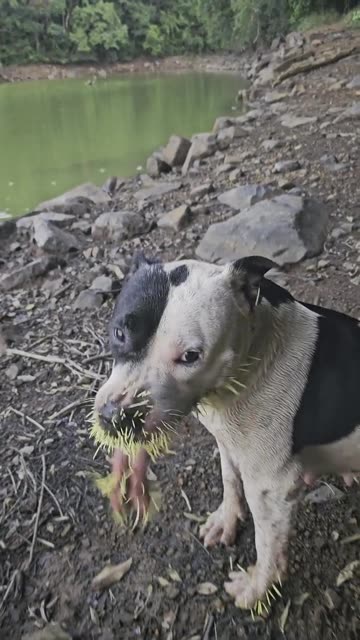 My Dog Messed With the Wrong Animal