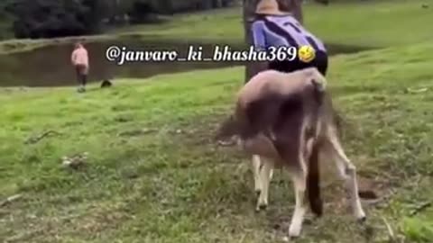 Feeding Playful Cute Animals