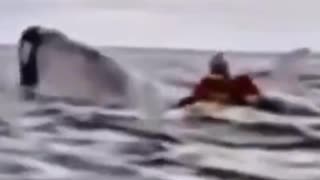 Whale SPITS OUT Kayaker! (Diet Fail?!) Funny Sarcastic News