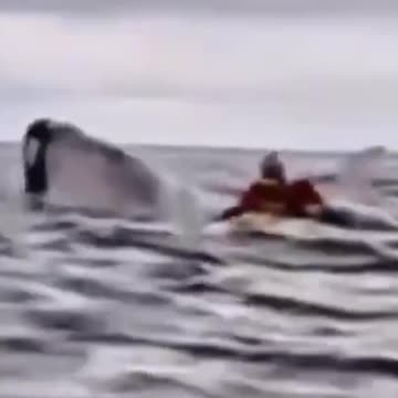 Whale SPITS OUT Kayaker! (Diet Fail?!) Funny Sarcastic News