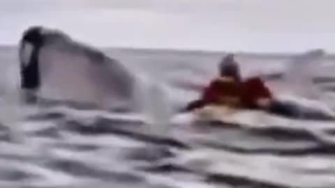 Whale SPITS OUT Kayaker! (Diet Fail?!) Funny Sarcastic News