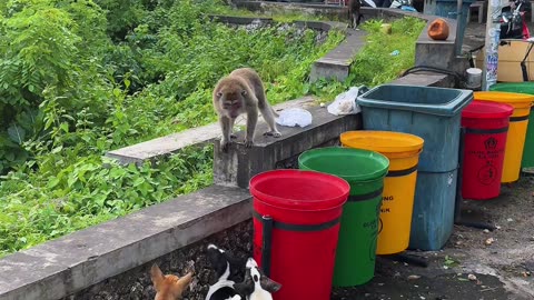 Monkey Scares Dogs Away While Eating Garbage