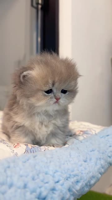 Miaow😁😁😁😁😁