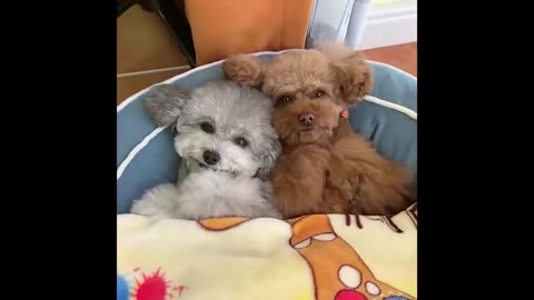 Best Animals 2 Minutes of Funny Cats and Dogs Videos 2022! #1 Funny Animals