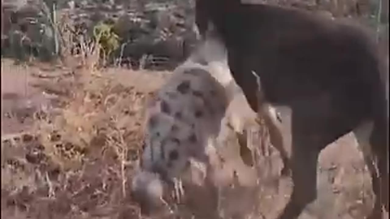 DONKEY VS HYENA // HIENA VS BURRO