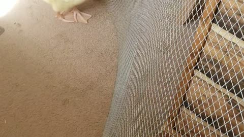 Baby Lemongrab needed lots of reassurance that everything was, in fact, just fine. #SparklegleamFarm