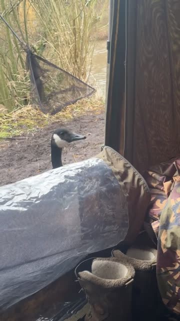 Goose Unzips Tent Zipper