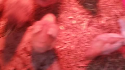 The chicks were a bit confused by the attempt at hand-feeding. 😅 #SparklegleamFarm #Chicken #farm