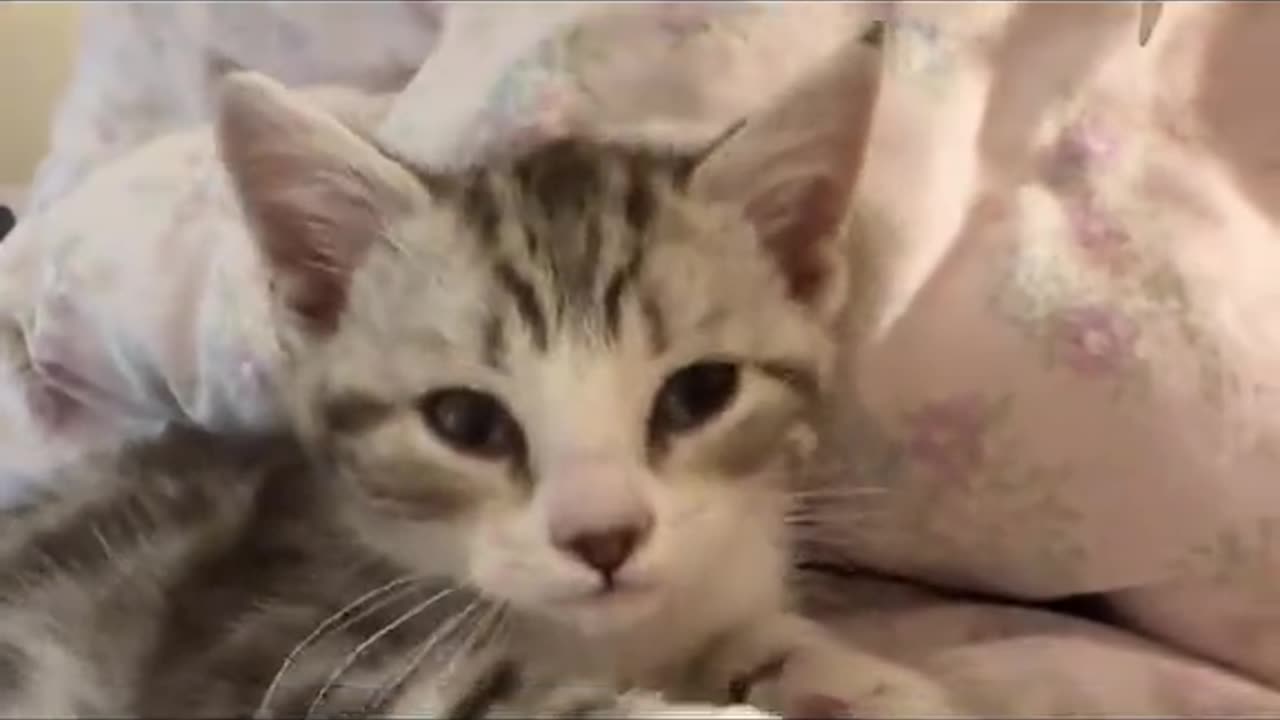 So cute #cutecat #kucing #pet #kitty