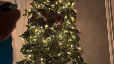 Cat Made It on the Naughty List
