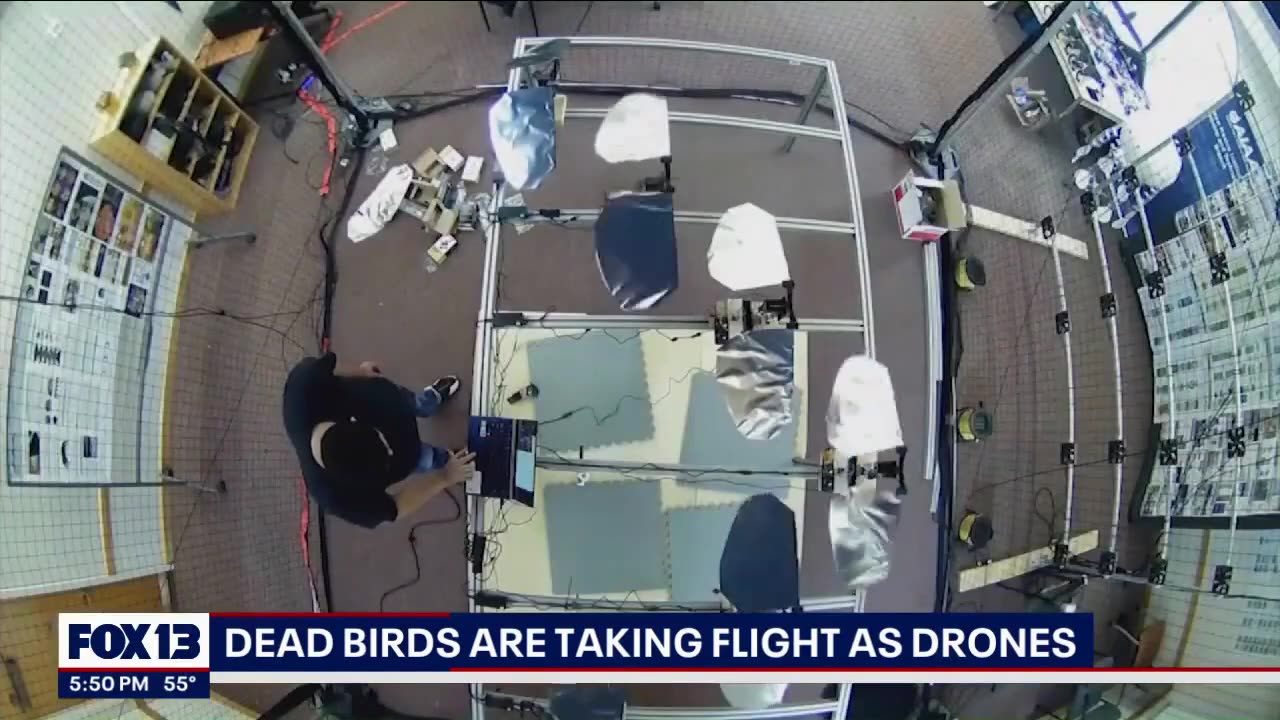 Dead birds being used as drones FOX 13 Seattle