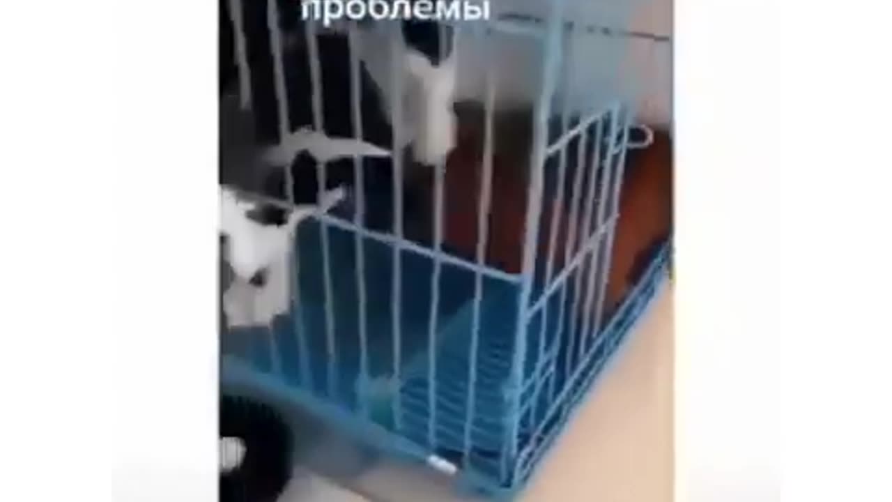 🐶😃 Best Funny cat video - Funniest Animals videos