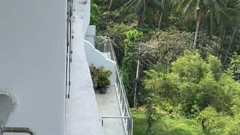 A Bird Stole a Joint