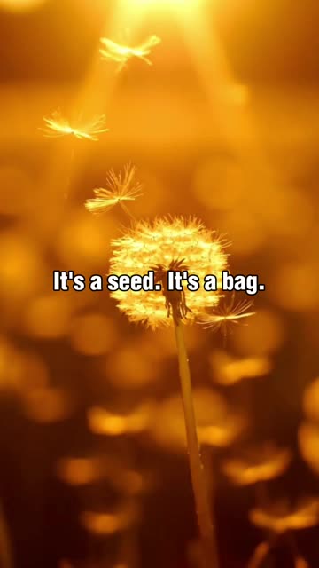 Your Body Is Just a Bag