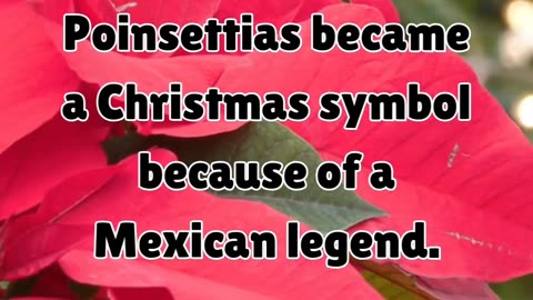 Why poinsettias for Christmas? 🌸