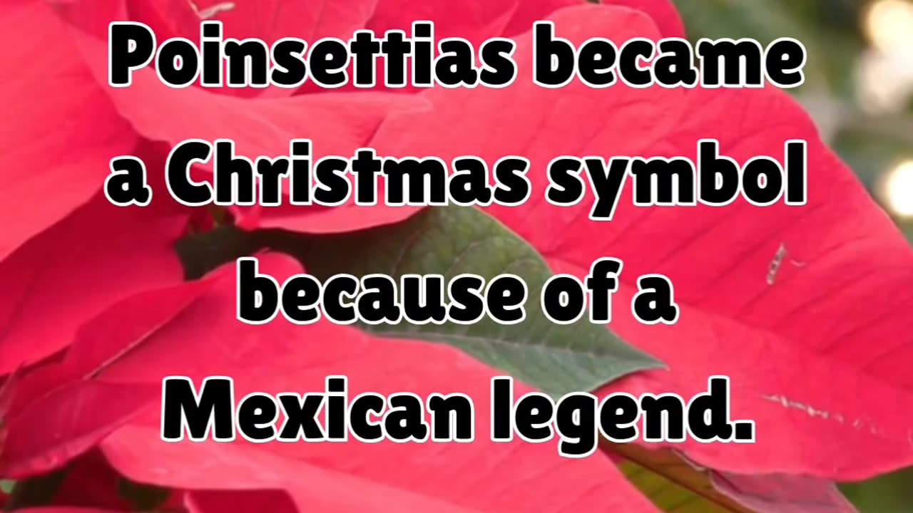 Why poinsettias for Christmas? 🌸