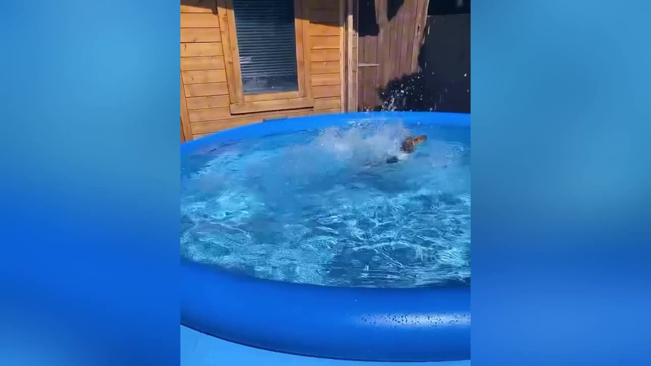 🐾 Best of Funny Animals – Try Not to Laugh Challenge! 😂