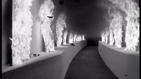 Texas - Black Eyed Boy