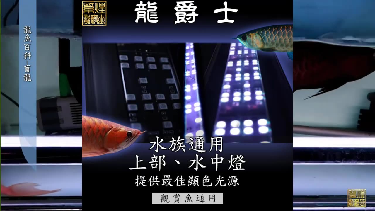 【龍爵士】龍魚百科 盲龍