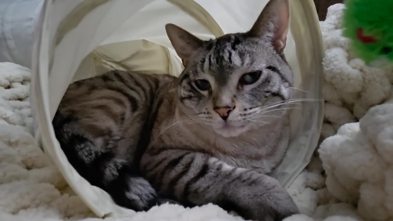 Inside the Tunnel: Adorable Toy-Toss & Pounce Moments