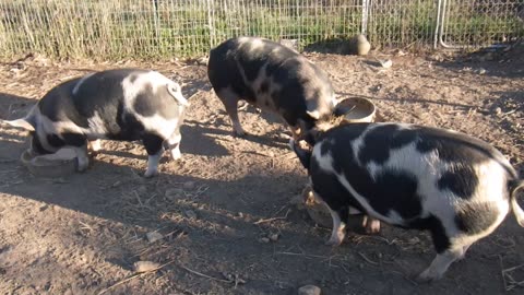 Life on the farm