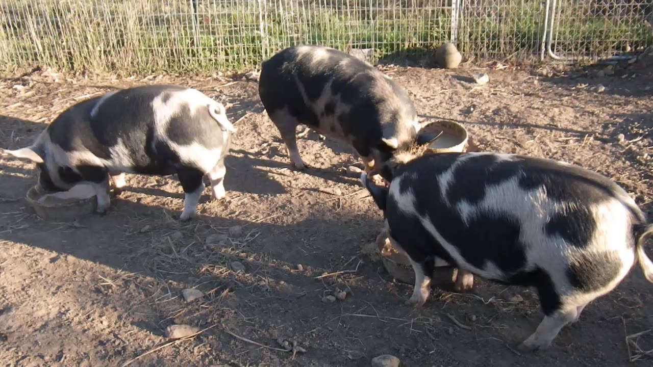 Life on the farm