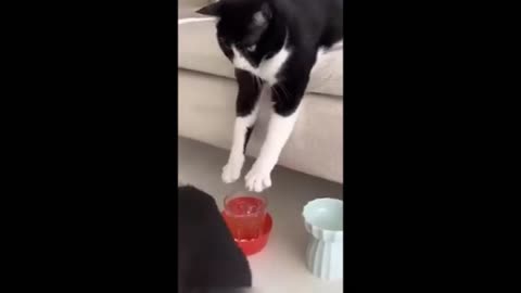 The Funniest Animal Moments Ever! 🐶🐱🦜😂