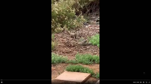 The disrespect of throwing mulch at a rattlesnake. Are snakes afraid of squirrels?