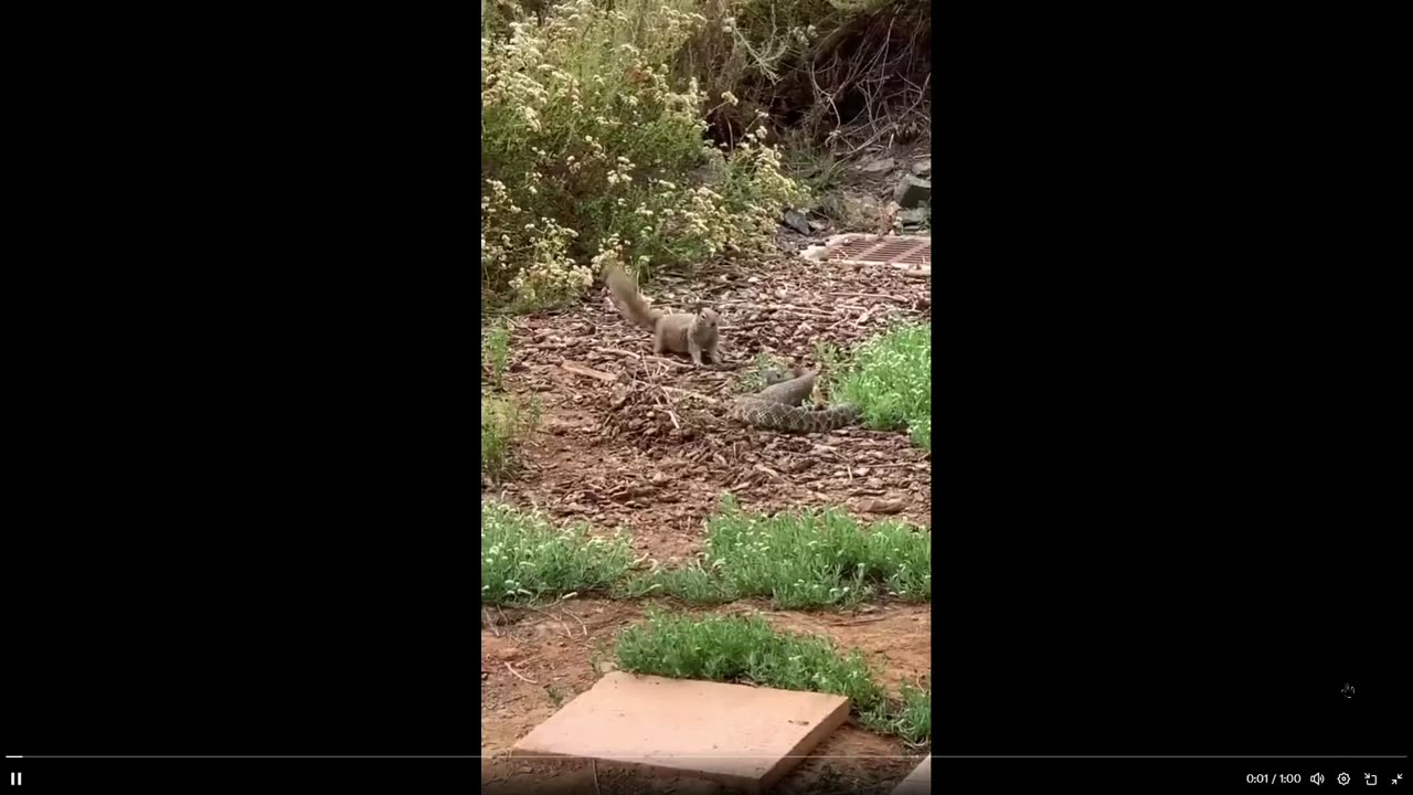 The disrespect of throwing mulch at a rattlesnake. Are snakes afraid of squirrels?