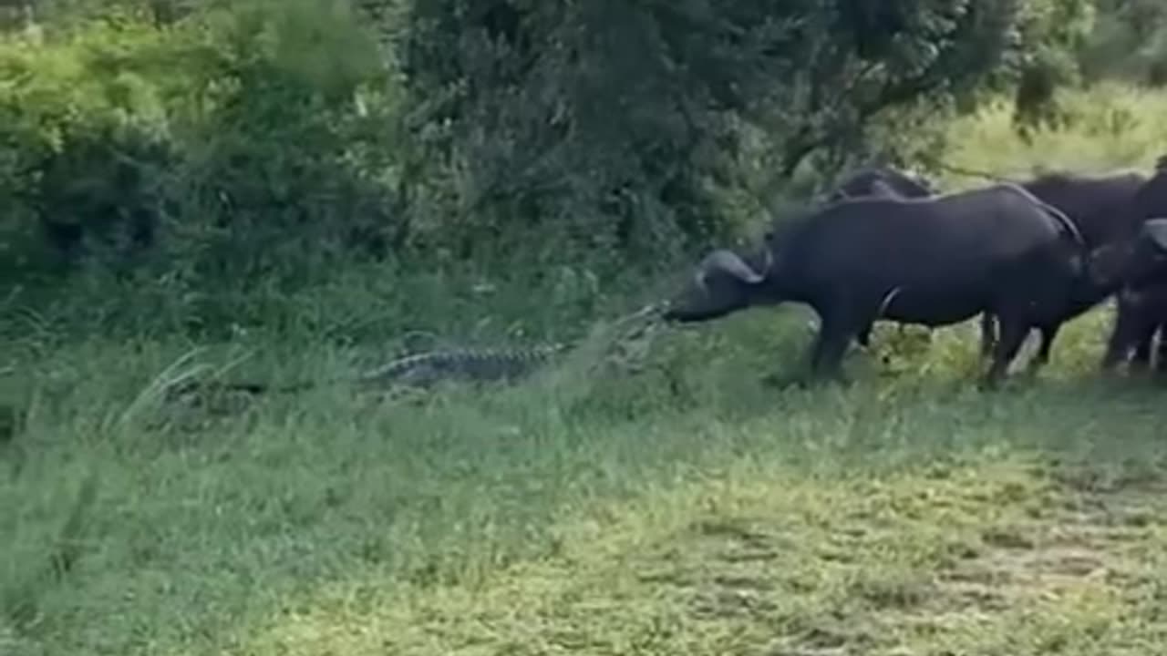 Crocodile vs buffalo