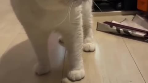 CATS Awkulukylukylukylukylu